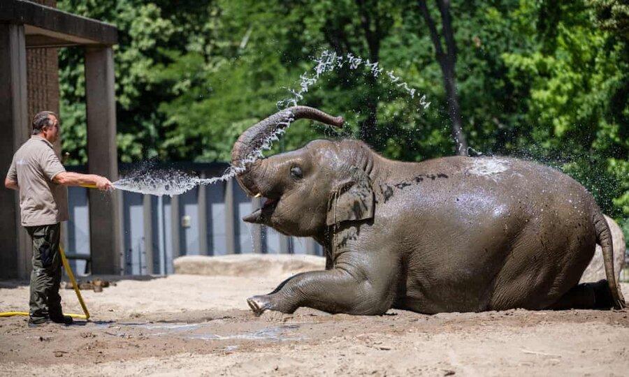 عکس روز: خنک کردن فیل