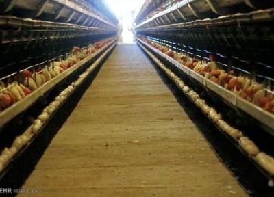 مازندران بازار رویاهای کشاورزی ویتنام، مرغ مازنی صادر می گردد