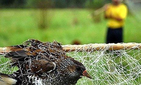 دستگیری متخلفین خارجی صید پرندگان وحشی در پارک ملی دز