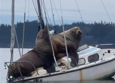 ویدئوی بامزه از قایق سواری دو شیر دریایی