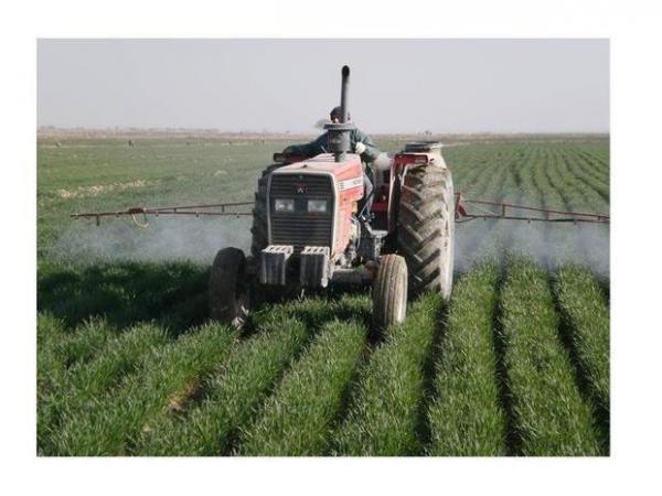 مبارزه شیمیایی در سه هزار هکتار مزارع گندم گلوگاه