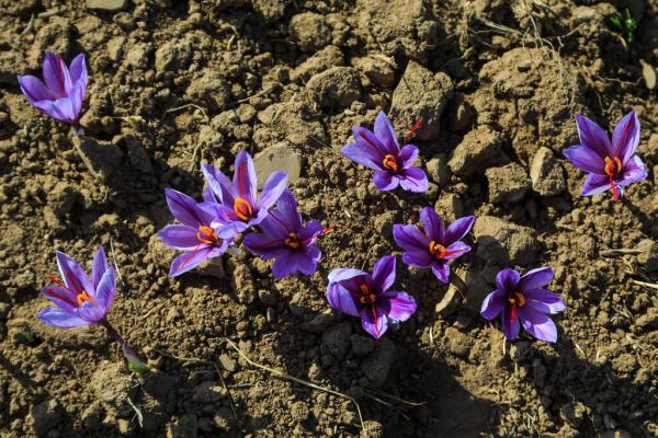 برداشت زعفران از بوستان شقایق مهر ، آموزش کاشت زعفران در خانه