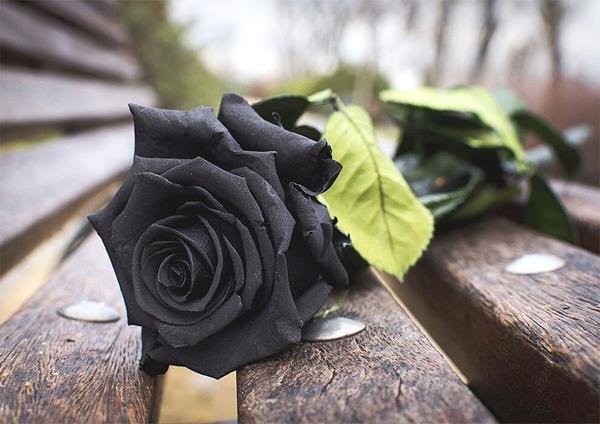10 گل سیاه رنگ محبوب در دنیا