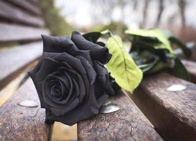 10 گل سیاه رنگ محبوب در دنیا